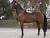 jumper Nikolodeon (German Riding Pony, 2013, from Nutrix)