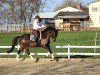 dressage horse Amicelli 143 (Hanoverian, 2010, from Axis TSF)