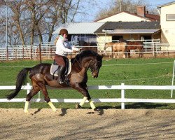 dressage horse Amicelli 143 (Hanoverian, 2010, from Axis TSF)