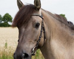 Pferd Paul 714 (Dülmener, 2009, von Dux)