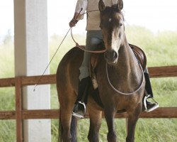 horse Altamira (Pura Raza Espanola (PRE), 2005, from Dulzon IX)