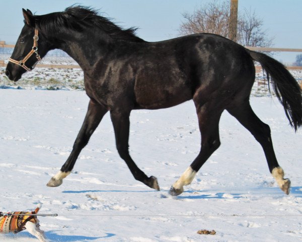 dressage horse Lady Scarlet (Hanoverian, 2014, from Scuderia)