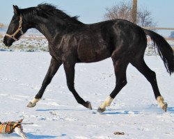 Dressurpferd Lady Scarlet (Hannoveraner, 2014, von Scuderia)