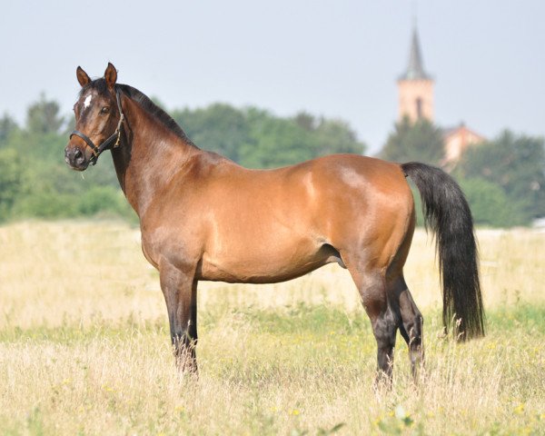 horse Le Marron (Bavarian, 1991, from Ladero)