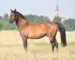 horse Le Marron (Bavarian, 1991, from Ladero)