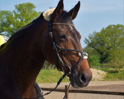 horse Llana Estacada M (Oldenburg, 2000, from Llano Estacado)