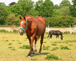 broodmare Guernica (Westphalian, 1983, from Goldlack I)