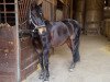 dressage horse Chackmate (German Riding Pony, 2006, from Trentino)