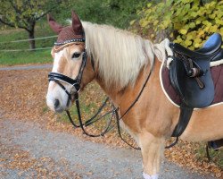 dressage horse Nico (Haflinger, 2000)