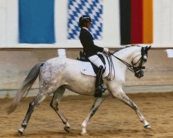 Dressurpferd Elmegardens Melodie (Dänisches Warmblut, 2013, von Boegegaardens Boney M)