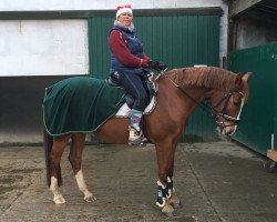 dressage horse Sommertraum 14 (Hanoverian, 2006, from San Remo)