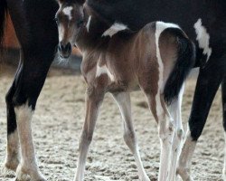 dressage horse A New Paladin (Thuringia, 2016, from A new Star)