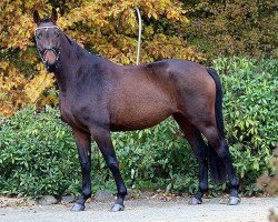 dressage horse Floeckchen (Hanoverian, 2012, from Fabregas)