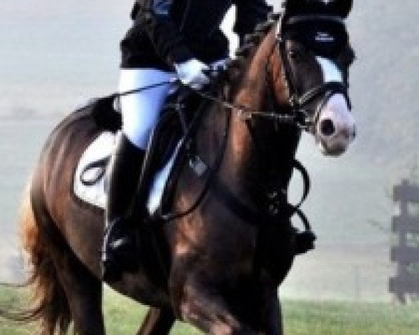 broodmare Ginny 48 (Welsh-Pony (Section B), 2003, from Marco)