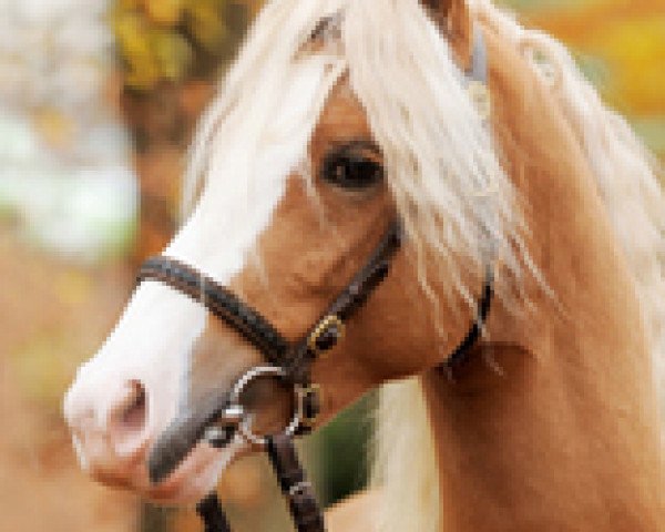 Dressurpferd Maddox 43 (Welsh Pony (Sek.B), 2012, von The Braes My Mobility)