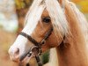 dressage horse Maddox 43 (Welsh-Pony (Section B), 2012, from The Braes My Mobility)