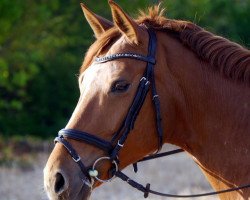 dressage horse Rivana R (Rheinländer, 2005, from Rosizky)