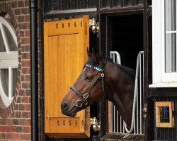 stallion Palace Pier xx (Thoroughbred, 2017, from Kingman xx)