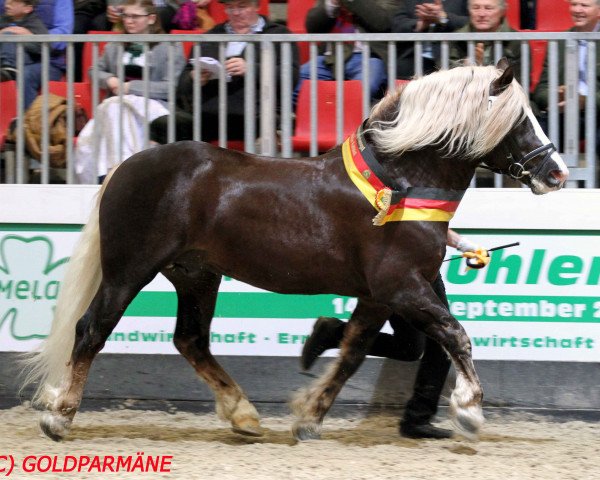 stallion Roter Milan (Black Forest Horse, 2012, from Rubin)