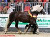 stallion Roter Milan (Black Forest Horse, 2012, from Rubin)