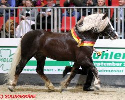 Deckhengst Roter Milan (Schwarzwälder Kaltblut, 2012, von Rubin)