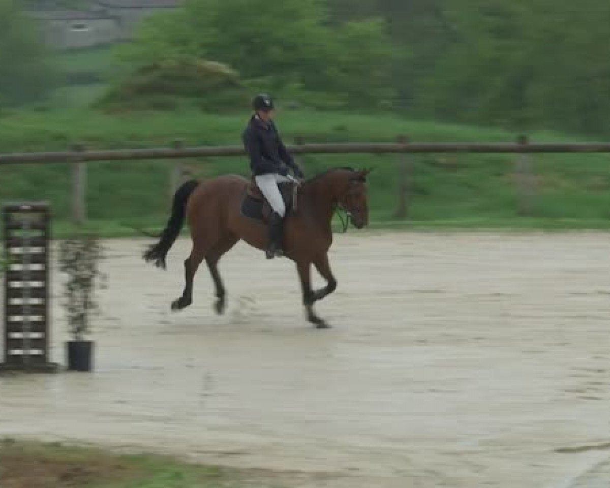 jumper Vahinee des Forets (Selle Français, 2009, from Quinoto Bois Margot)