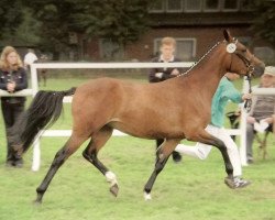 broodmare Liane (German Riding Pony, 1997, from Lucky Strike)