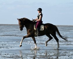 dressage horse Die Schöne 4 (Westphalian, 2013, from Dankeschön)