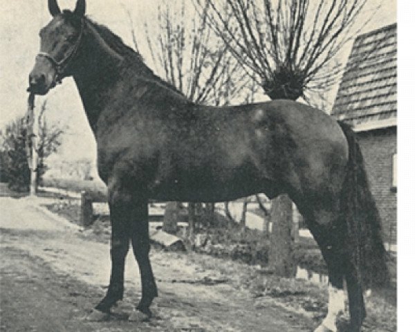 stallion Kompromis (Dutch Warmblood, 1969, from Compromise xx)