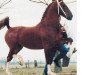 stallion Koblenz (KWPN (Royal Dutch Sporthorse), 1992, from Fortissimo)