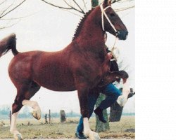 Deckhengst Koblenz (KWPN (Niederländisches Warmblut), 1992, von Fortissimo)