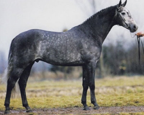 Deckhengst Kingston (Koninklijk Warmbloed Paardenstamboek Nederland (KWPN), 1992, von Topas)