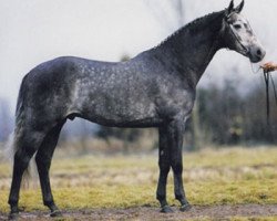 stallion Kingston (KWPN (Royal Dutch Sporthorse), 1992, from Topas)