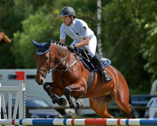 Springpferd Renoncule des Forets (Selle Français, 2005, von Fétiche du Pas)