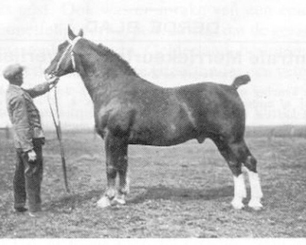 stallion Kroonprins (Gelderland, 1923, from Eekboom 1495)