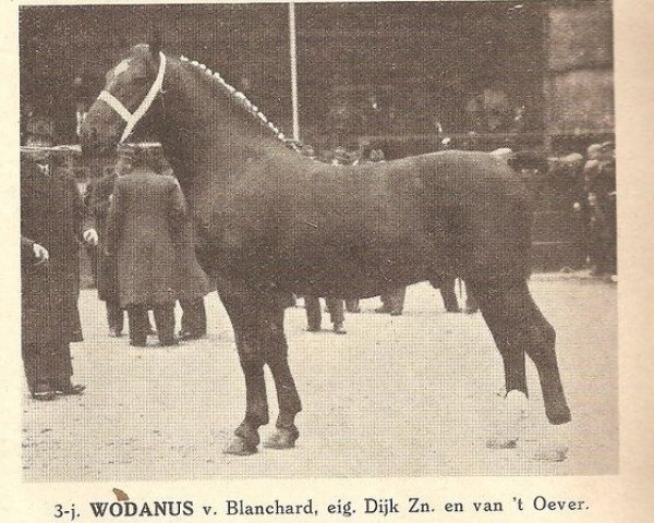 Deckhengst Wodanus (Oldenburger, 1934, von Blanchard)
