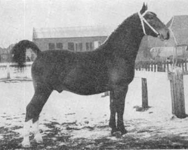 stallion Rodeo (Groningen, 1952, from Hendrik)