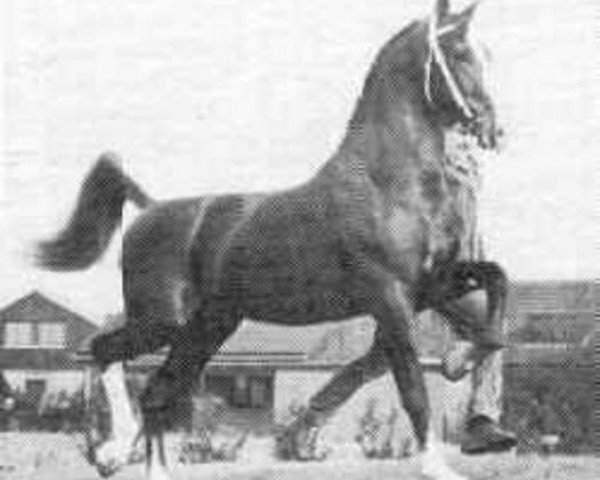 stallion Ureterp (Dutch Warmblood, 1978, from Nova Zembla)