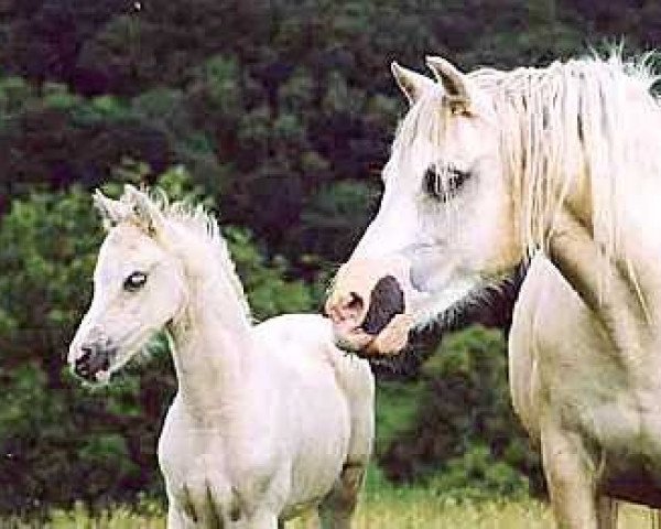 broodmare Eyarth Zsa Zsa (Welsh-Pony (Section B), 1983, from Eyarth Celebration)