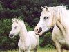 Zuchtstute Eyarth Zsa Zsa (Welsh Pony (Sek.B), 1983, von Eyarth Celebration)