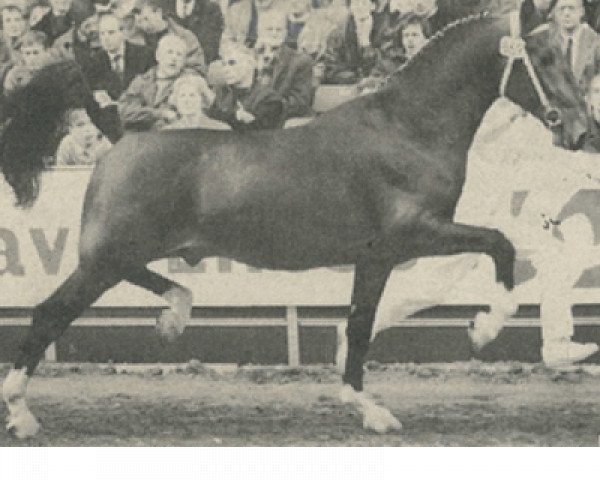 stallion Jongbloed (KWPN (Royal Dutch Sporthorse), 1991, from Wilhelmus)