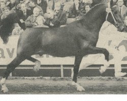 stallion Jongbloed (KWPN (Royal Dutch Sporthorse), 1991, from Wilhelmus)