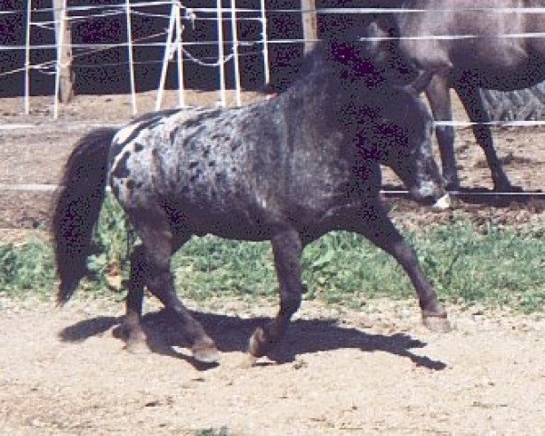 stallion Mc Doedel (Dt.Part-bred Shetland pony, 1985, from Marmor Holst.)