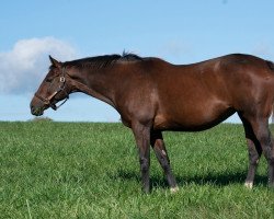 broodmare Rachel´s Valentina xx (Thoroughbred, 2013, from Bernardini xx)