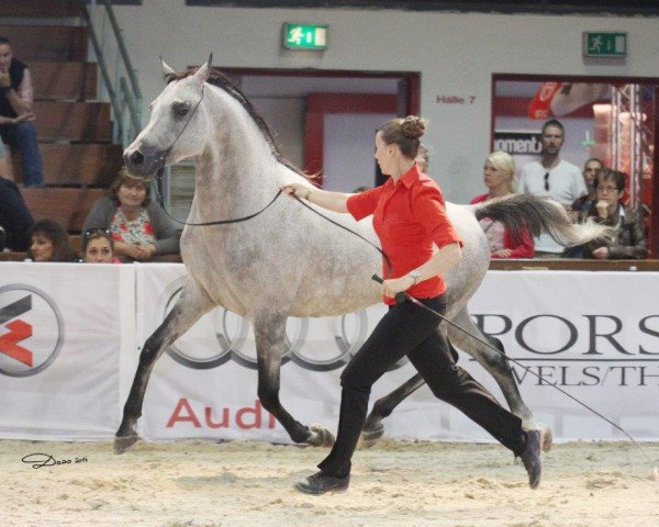 stallion DA EL PATRON (Arabian thoroughbred, 2007, from MS EL TAMANO ox)