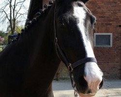 dressage horse Gerome 61 (Sachs-door. Heavy Warmbl., 2011, from Gordon)