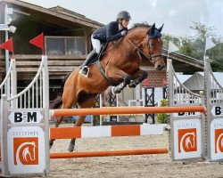 jumper Quintessa Vom Heudorf CH (Swiss Warmblood, 2015, from Quality 9)