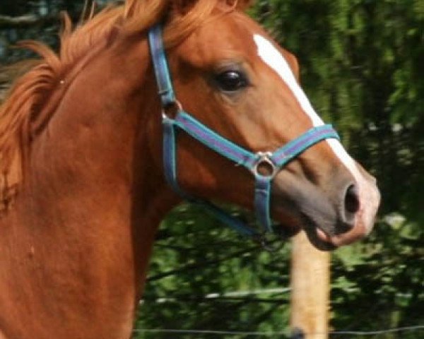 stallion Fürstoil Carrus 196 FIN (Hanoverian, 2014, from Fürst Romancier)