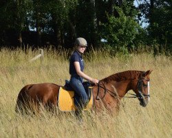 broodmare Maggie Mae (Oldenburg, 2005, from Royal Hit)