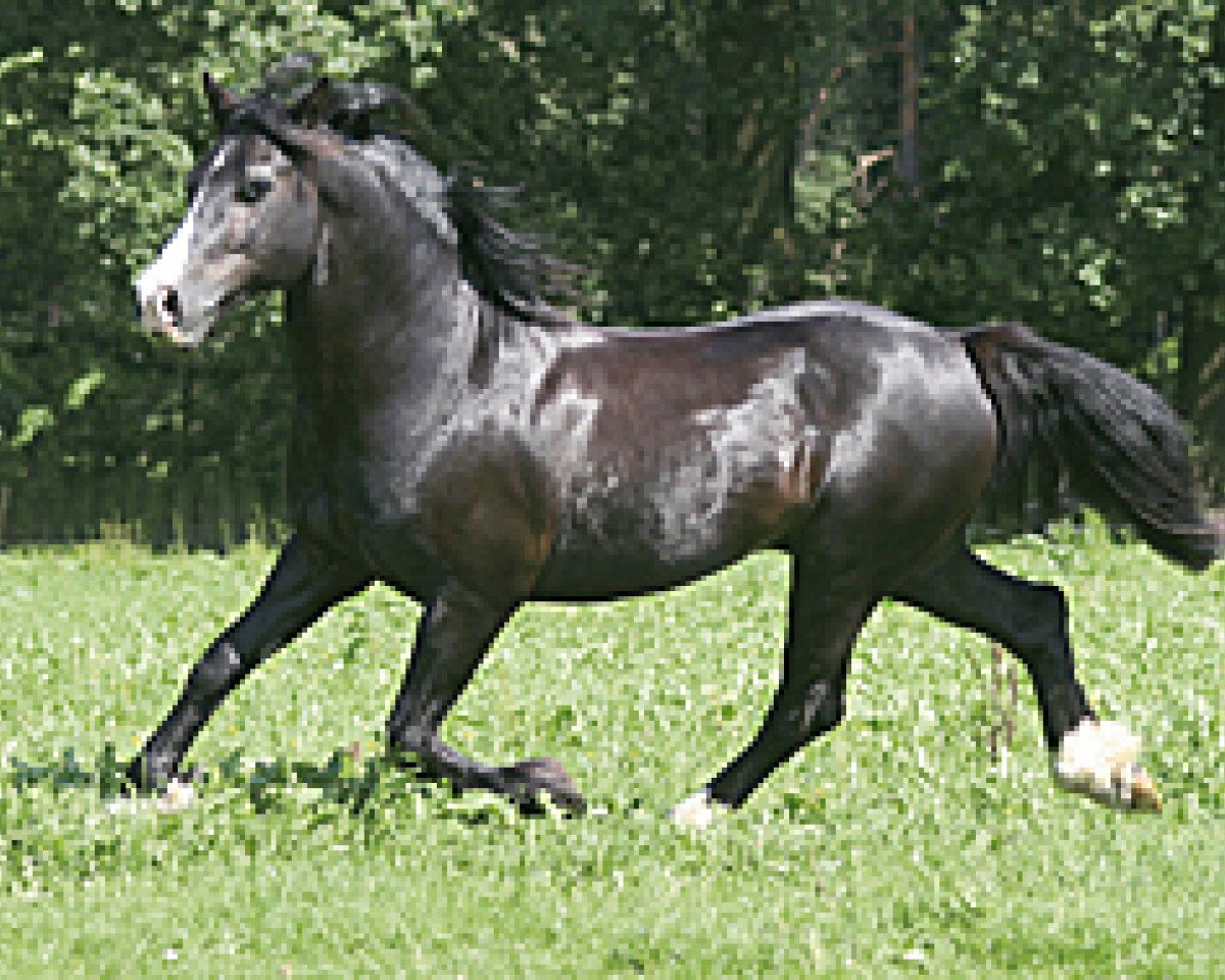 Deckhengst Ceres Commando (Welsh-Cob (Sek. D), 1990, von Bucklesham Brenin Bach)